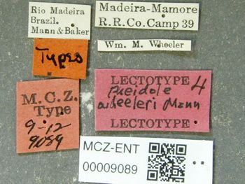 Media type: image; Entomology 9089